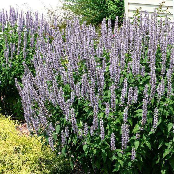 Agastache 'Blue Fortune'