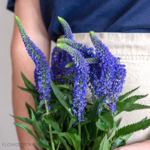 Indigo Blue Veronica Flower