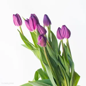 Purple Tulips