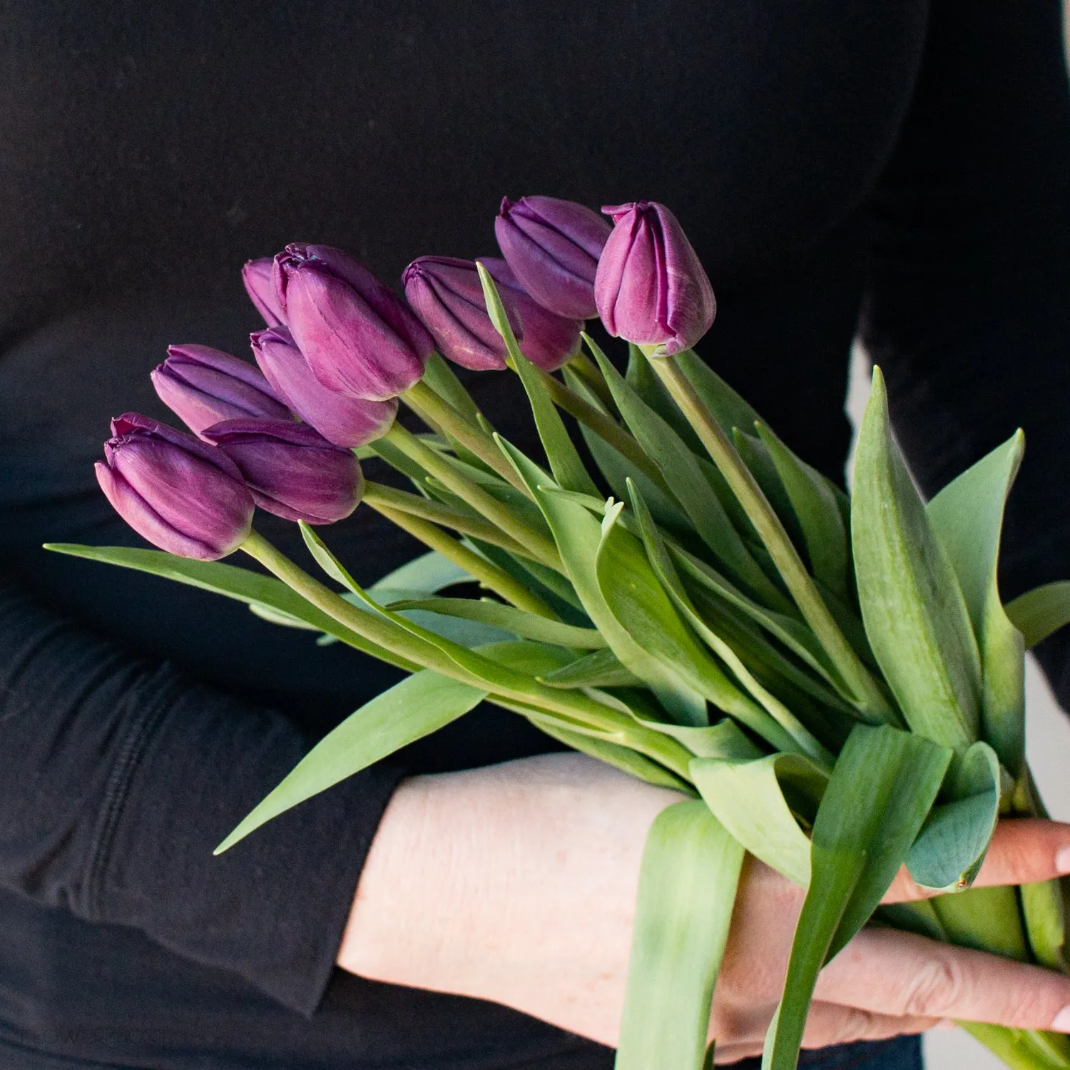 Purple Tulips