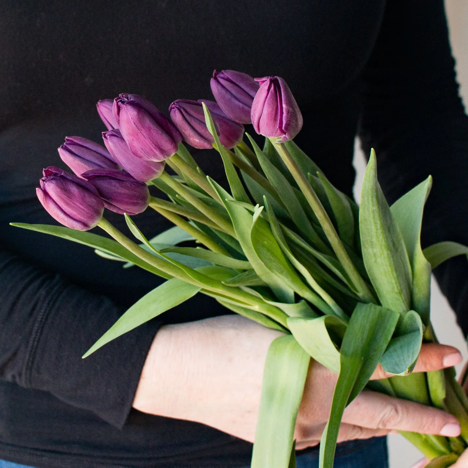 Purple Tulips