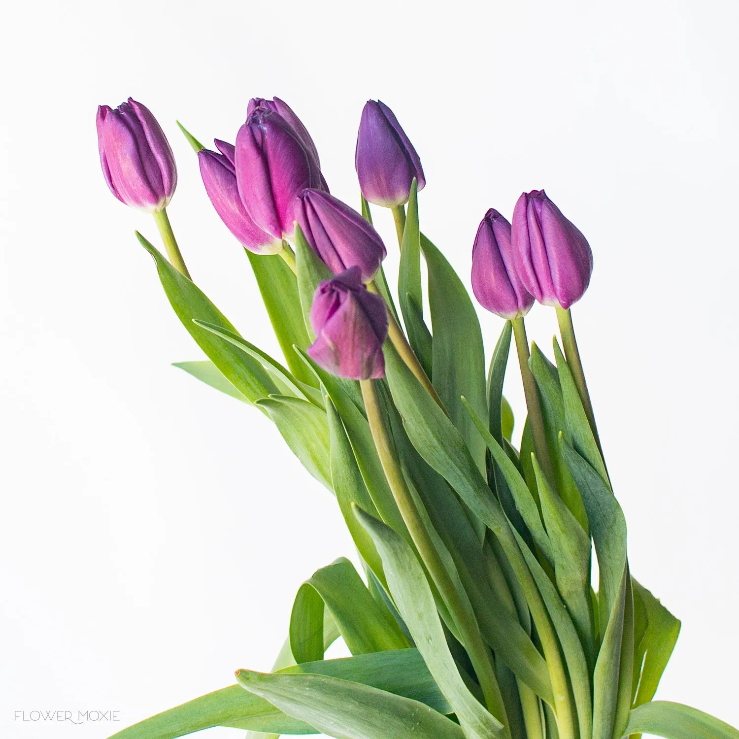Purple Tulips