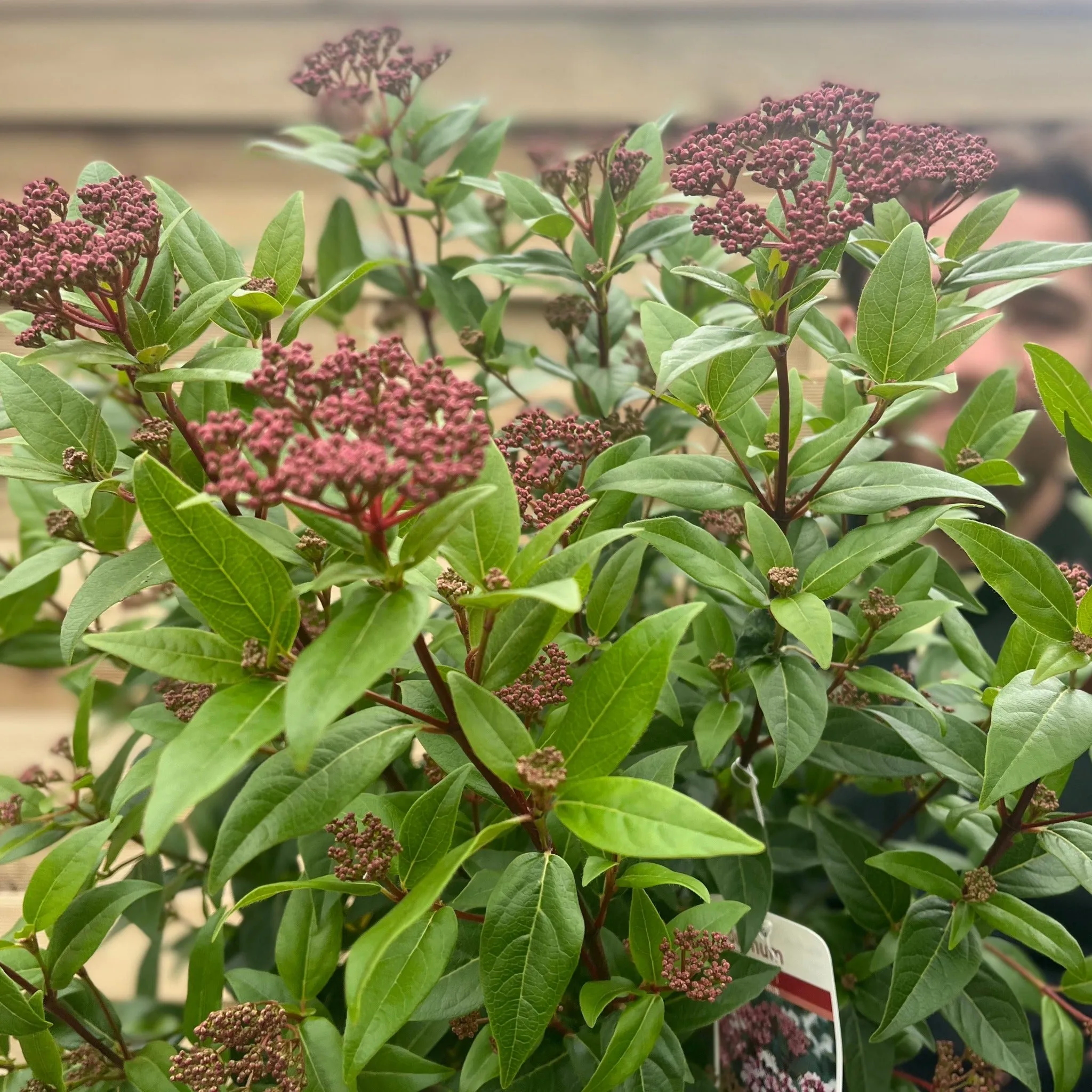 Viburnum tinus 'Spirit' 2L / 5L